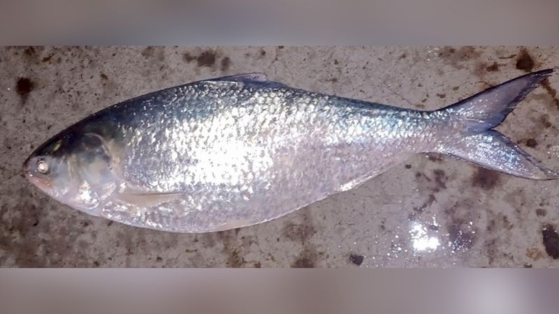 এক ইলিশের দাম ১৪ হাজার টাকা